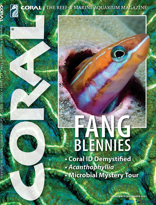 CORAL - FANG Blennies (NOV-DEC´21)
