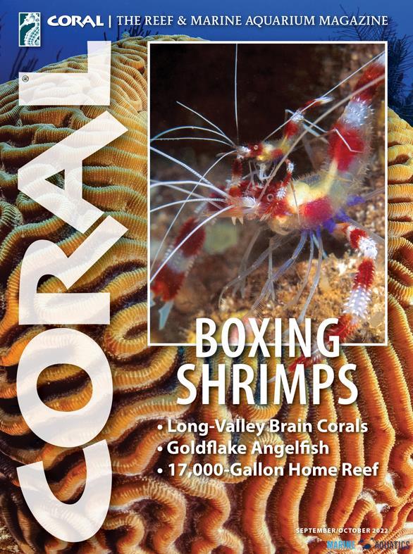 CORAL - Boxing shrimps (SEP-OCT22)
