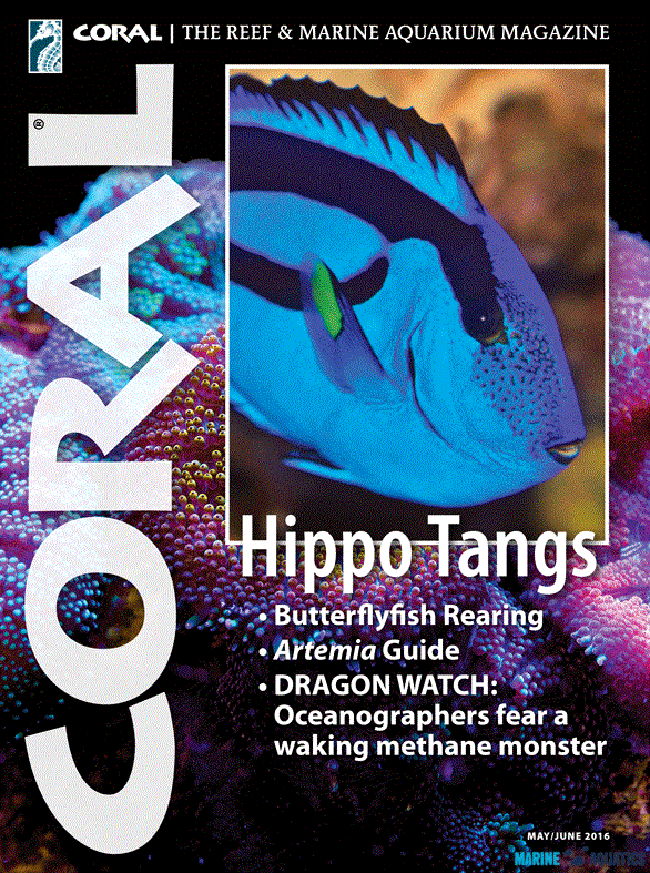 Časopis CORAL - "Hippo Tangs" (Bodloci pestří)