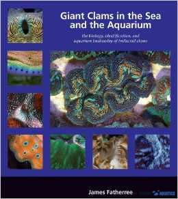 Giant Clams in the sea & aquarium