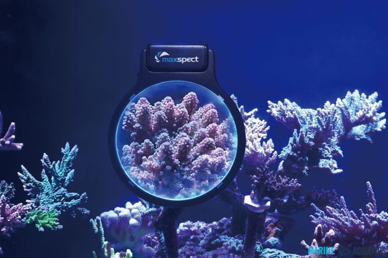 Maxspect Pastel Reef Magnifier M
