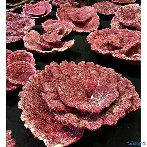 Real Reef Rocks 4G - PLATEs corals (10 pcs)